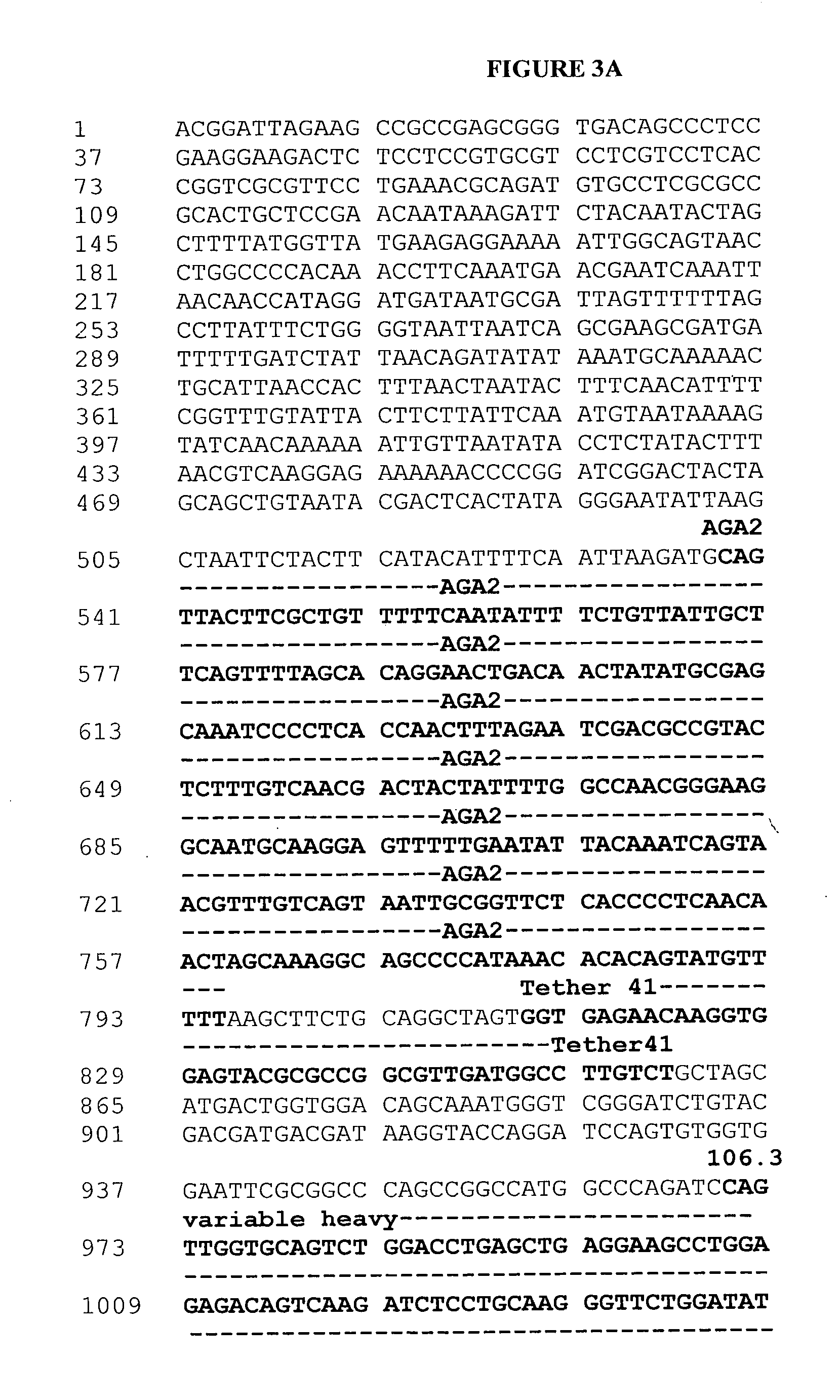 Human BNP immunospecific antibodies