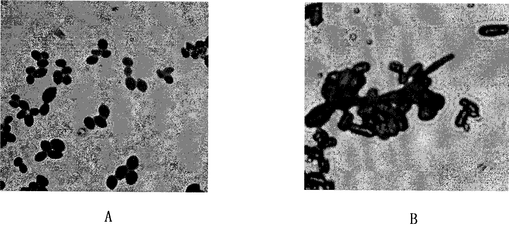 Microbial preparation prepared by fermentation of stalk hydrolysate and use thereof