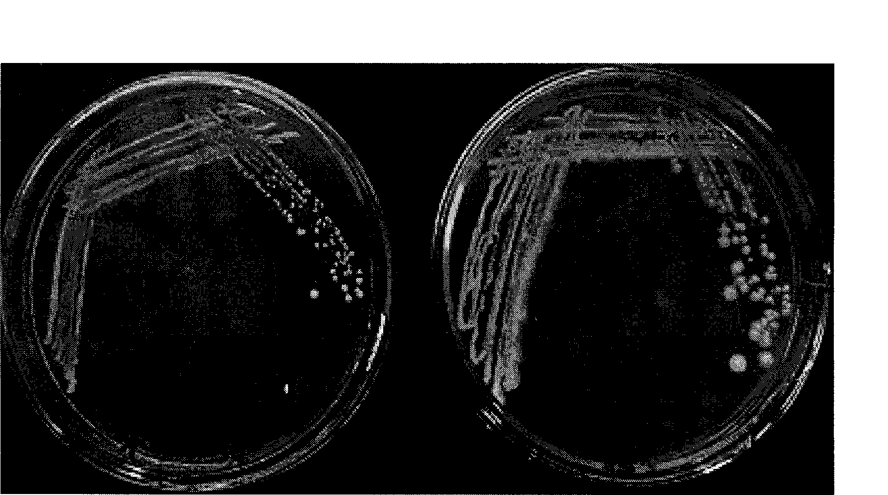 Microbial preparation prepared by fermentation of stalk hydrolysate and use thereof