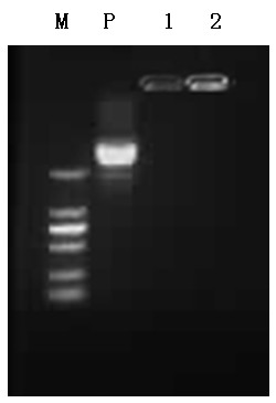 Bone morphogenetic protein-2/basic fibroblast growth factor (BMP-2/bFGF) double-gene chitosan nano-microcapsules and application thereof