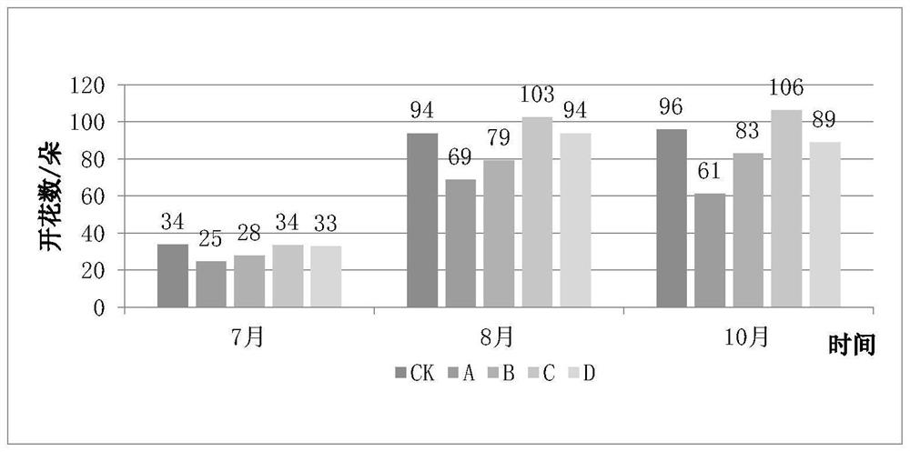 Method for improving field cultivation/potting quality of curcuma hybrida 'Red Torch'