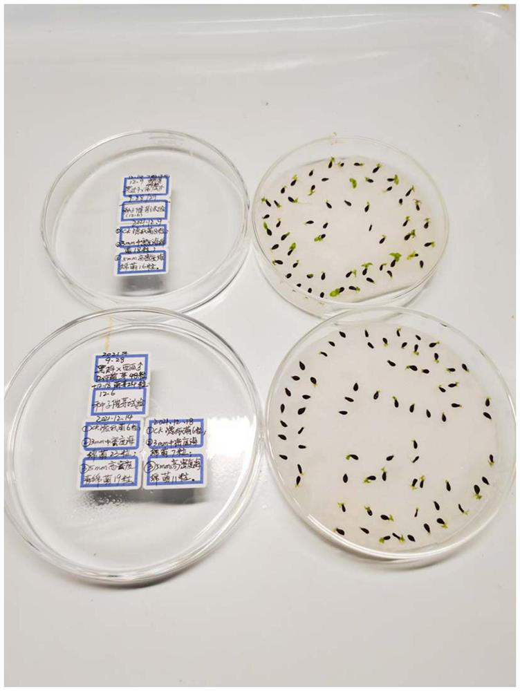 Breathable water-retention breeding method for pineapple seeds