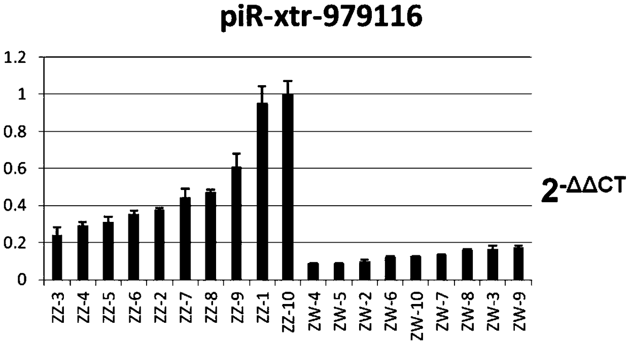 Application of Cynoglossus semilaevis sex tag piR-xtr-979116