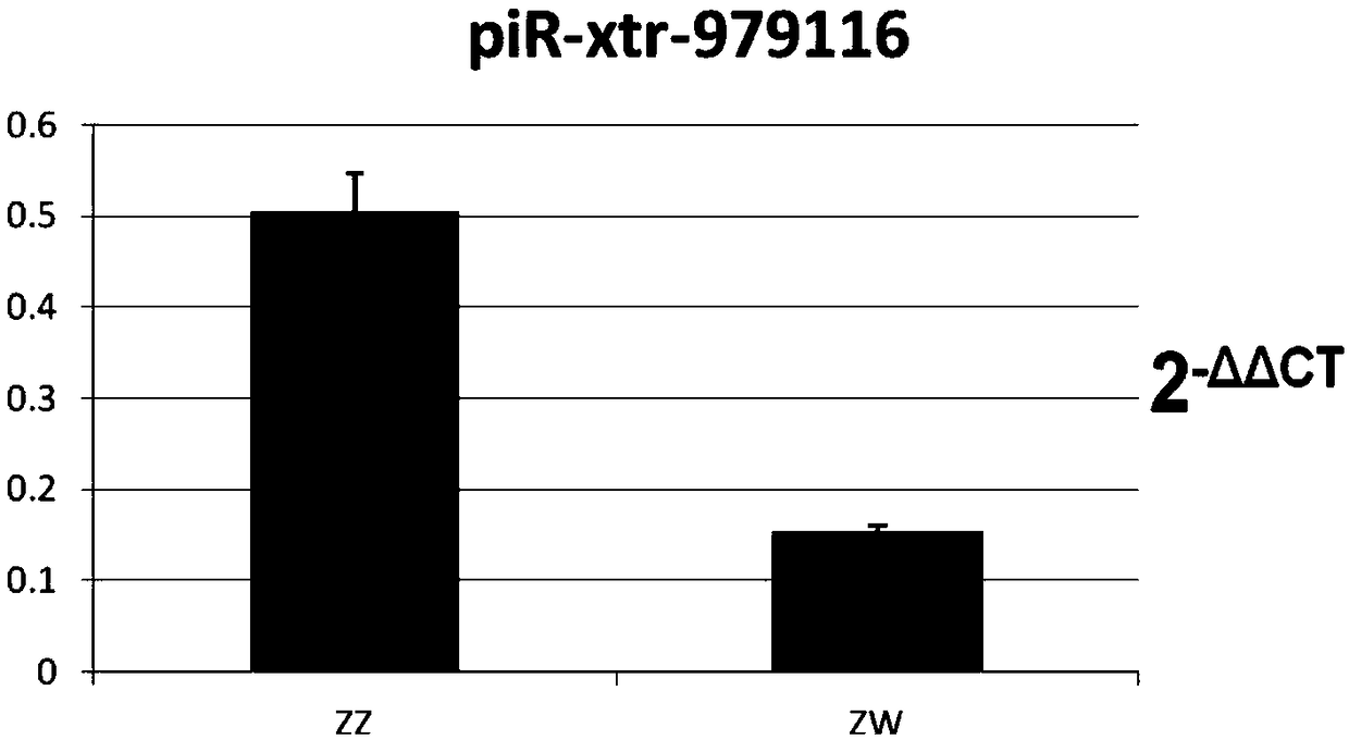 Application of Cynoglossus semilaevis sex tag piR-xtr-979116