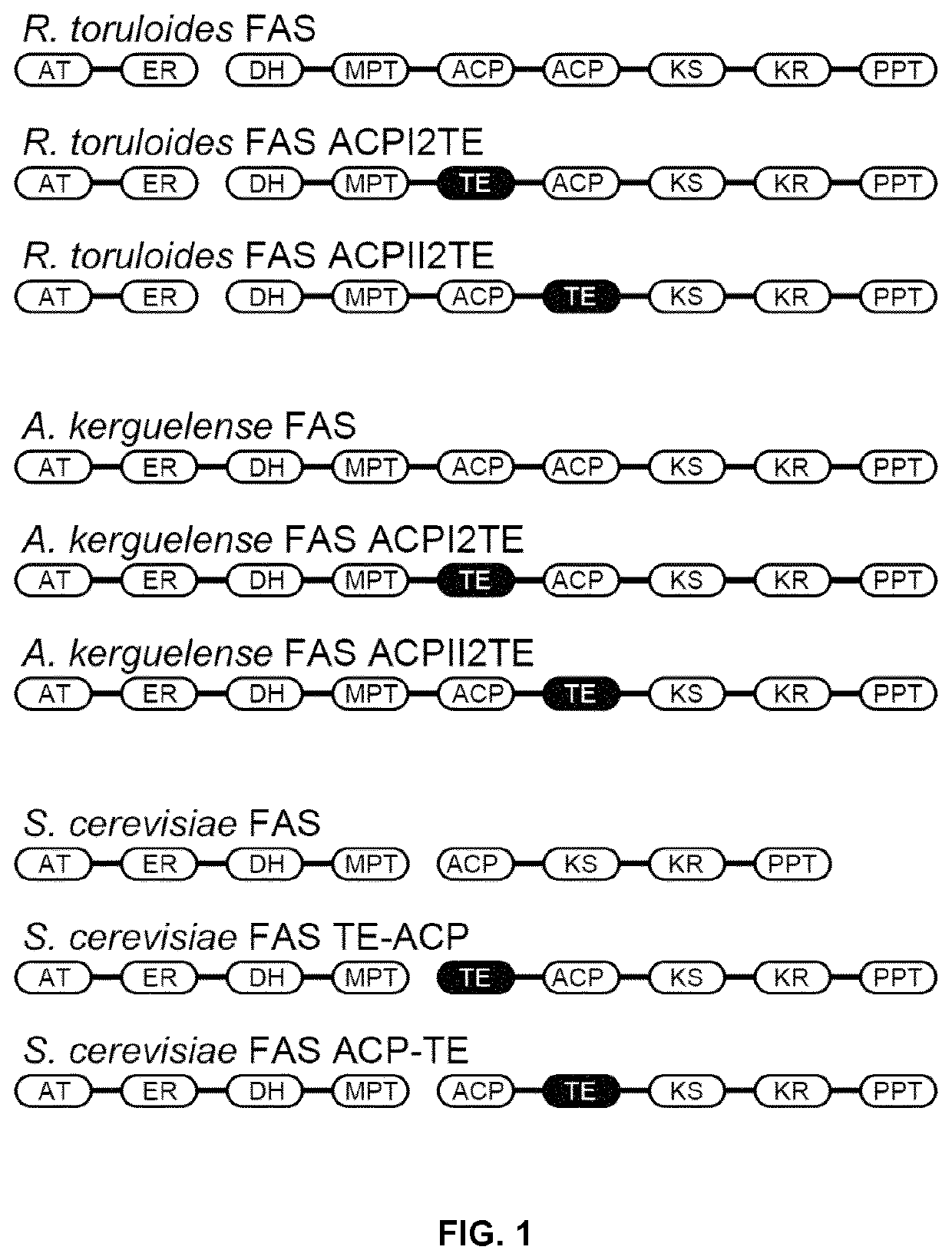 Method of producing fatty acids