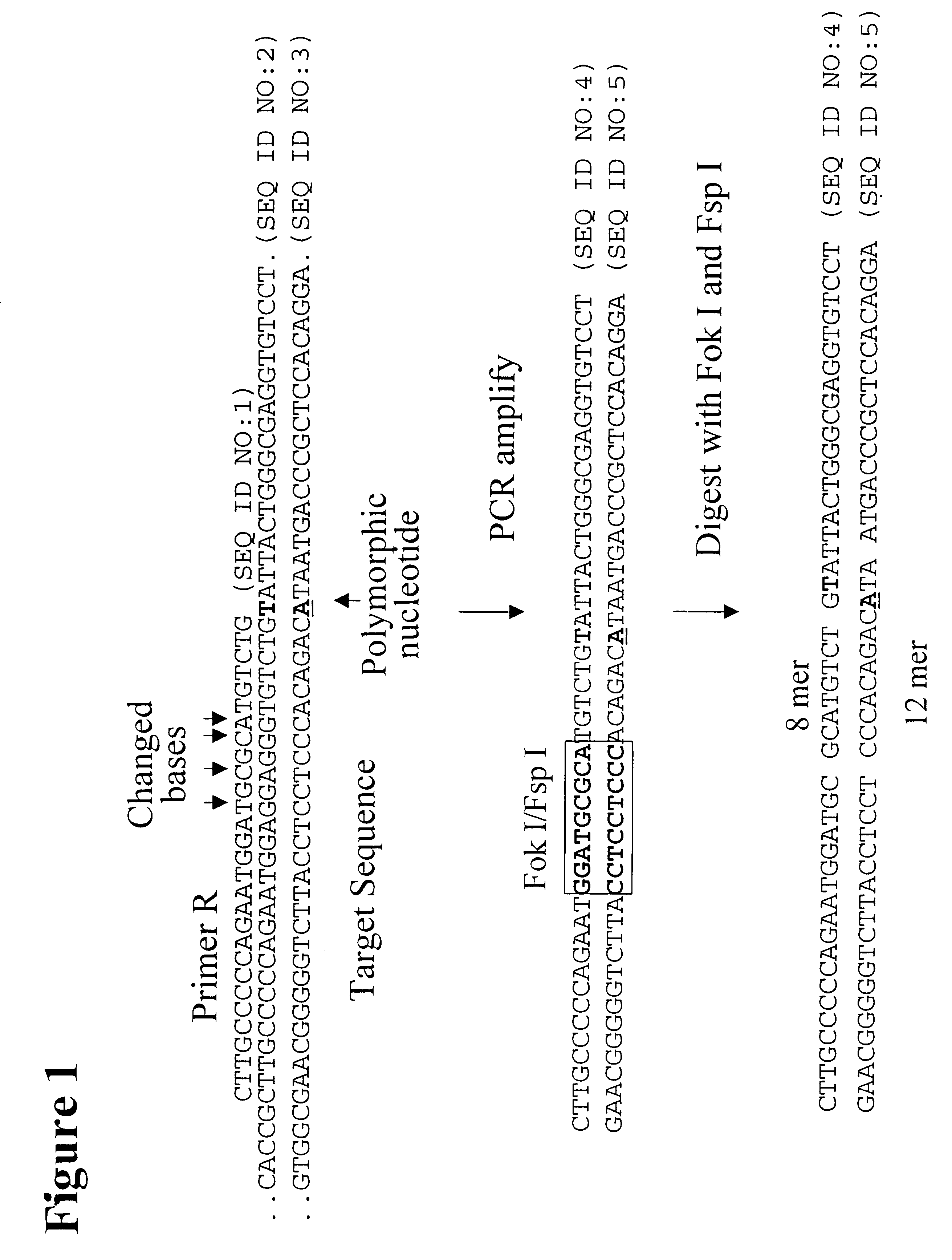 Methods for genetic analysis of DNA using biased amplification of polymorphic sites