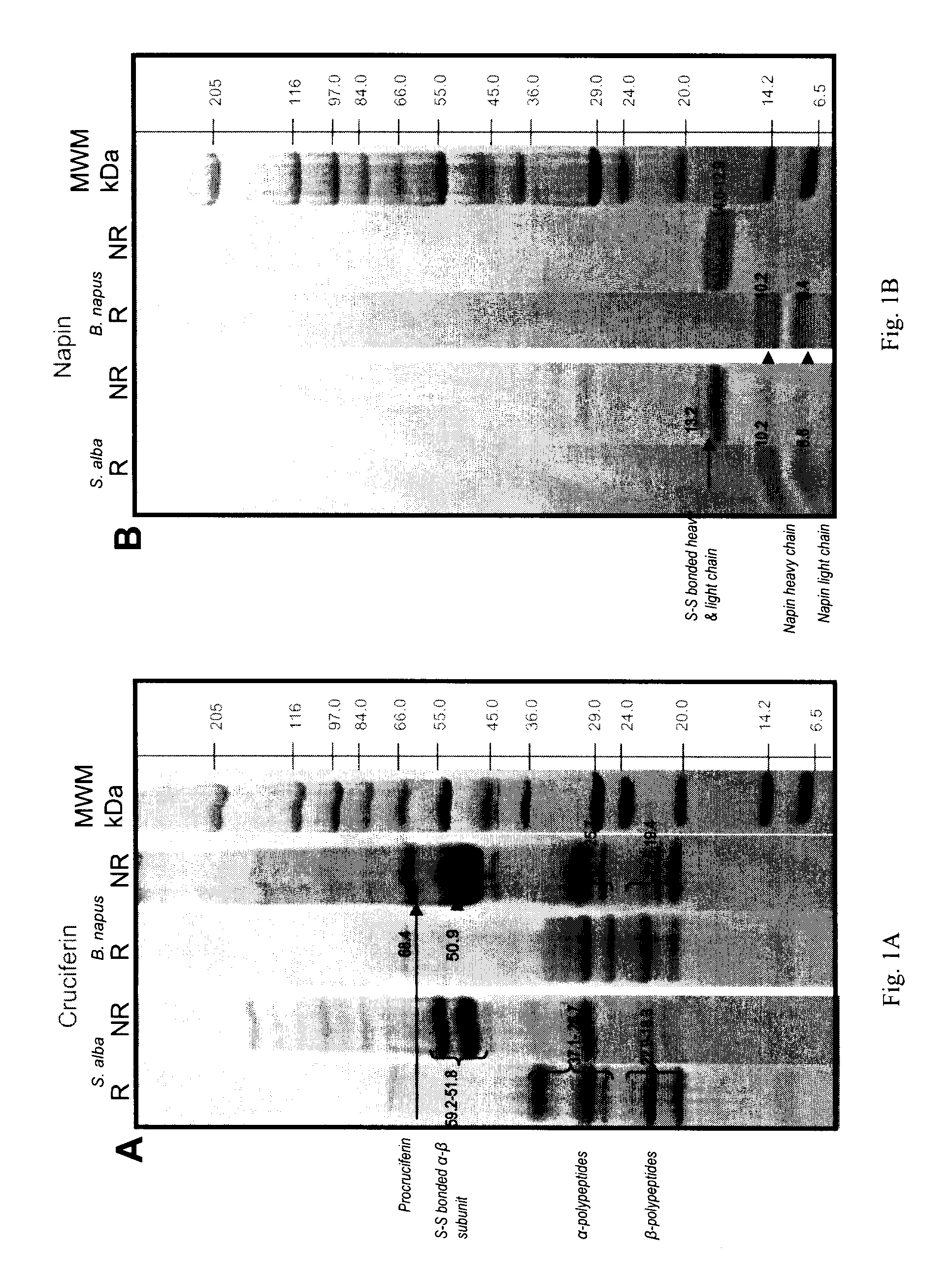 Process of aqueous protein extraction from brassicaceae oilseeds