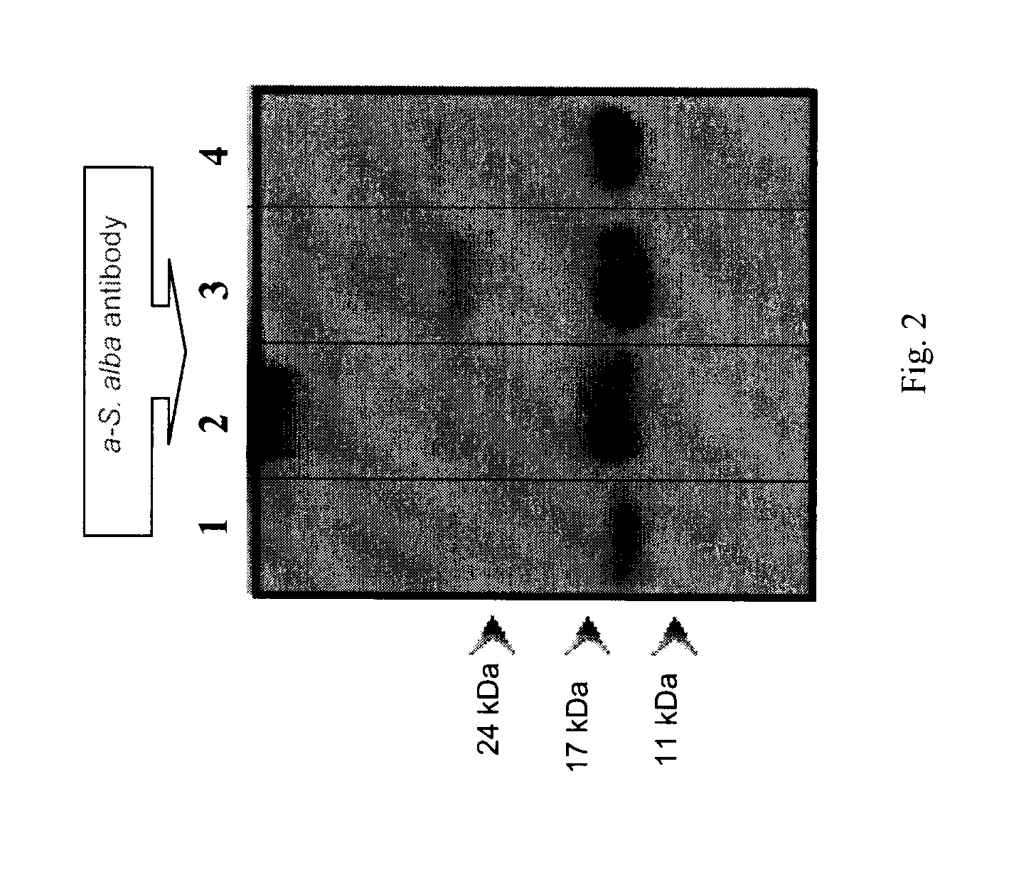 Process of aqueous protein extraction from brassicaceae oilseeds