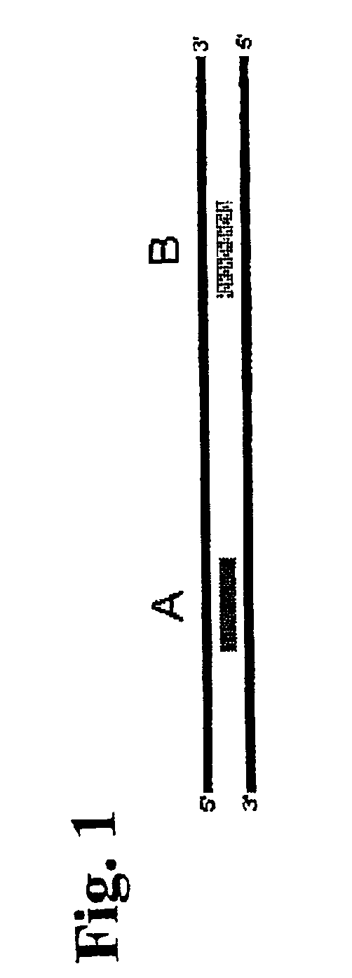 Single-stranded polynucleotide tags