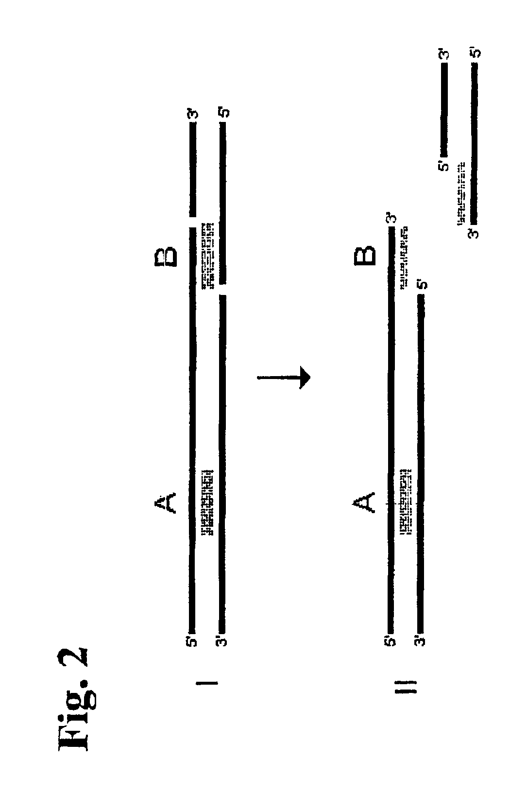 Single-stranded polynucleotide tags