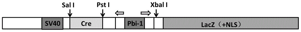 Expression vector containing regulatably expressible cre recombinase gene and reporter gene LacZ, construction method and application thereof