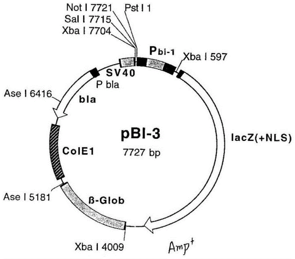 Expression vector containing regulatably expressible cre recombinase gene and reporter gene LacZ, construction method and application thereof