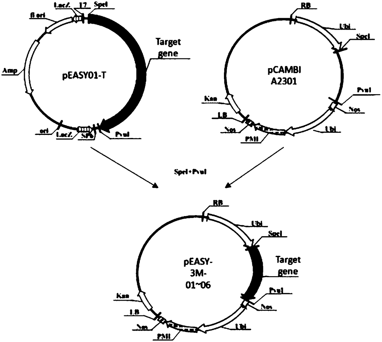 A biopesticide using siRNA to use plants as generators