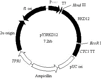 Novel application of delta12-fatty acid desaturase gene