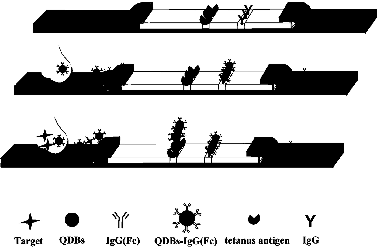 Test strip for detecting tetanus antibody on basis of quantum dot fluorescent microsphere chromatography and preparation method and using method thereof