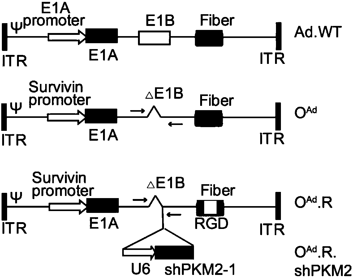 Cancer-targeting recombinant oncolytic gene-adenovirus and construction method and application thereof