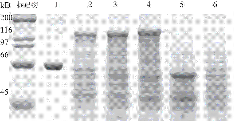 Bt proteins with pesticidal activity against mythimna separata and application thereof