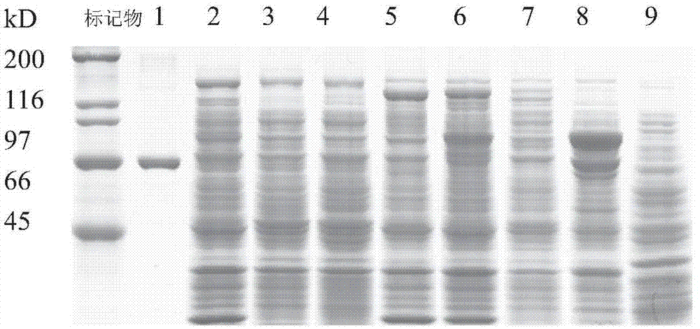 Bt proteins with pesticidal activity against mythimna separata and application thereof