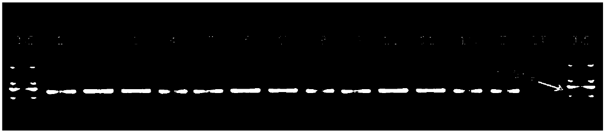 Tracing method of probiotics in dairy product