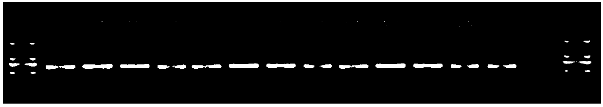 Tracing method of probiotics in dairy product