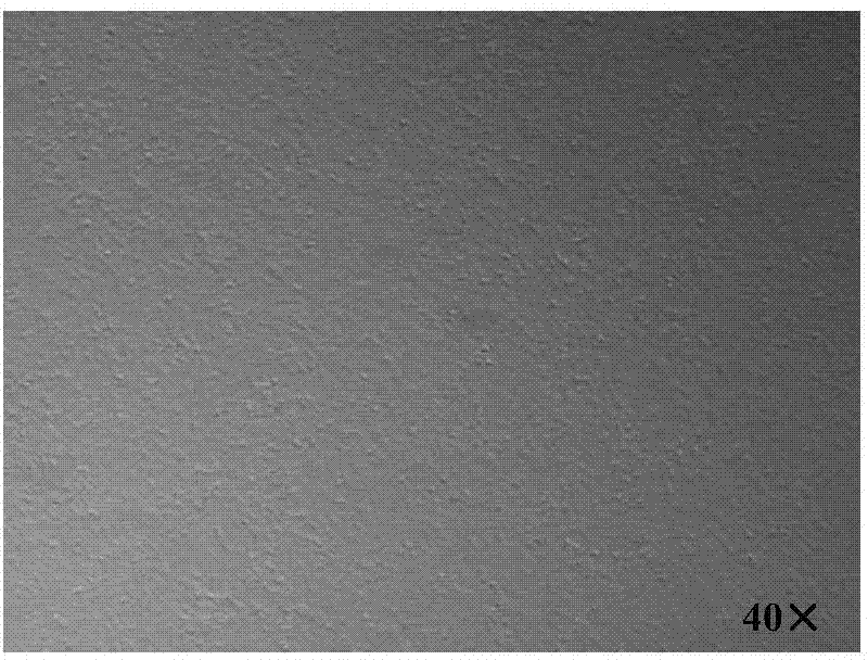 Site-specific integration method of exogenous genes