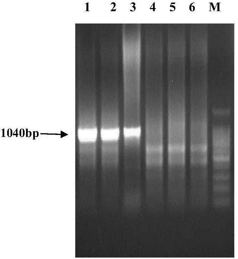 Site-specific integration method of exogenous genes