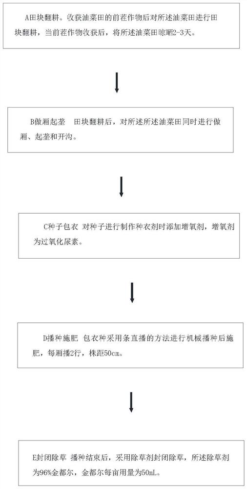 Waterlogging-resistant cultivation method of Brassica napus L.