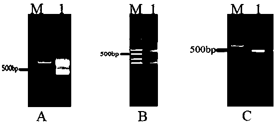 Cyprinus carpio ptps gene, coding protein and application