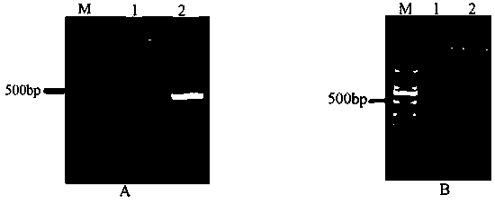 Cyprinus carpio ptps gene, coding protein and application