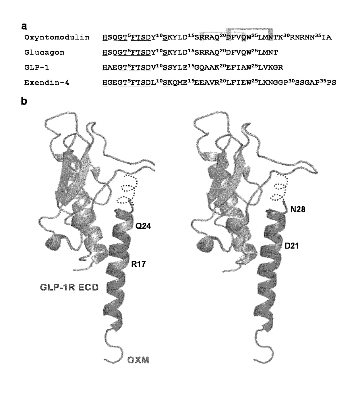 Oxyntomodulin analogs and methods of making and using same