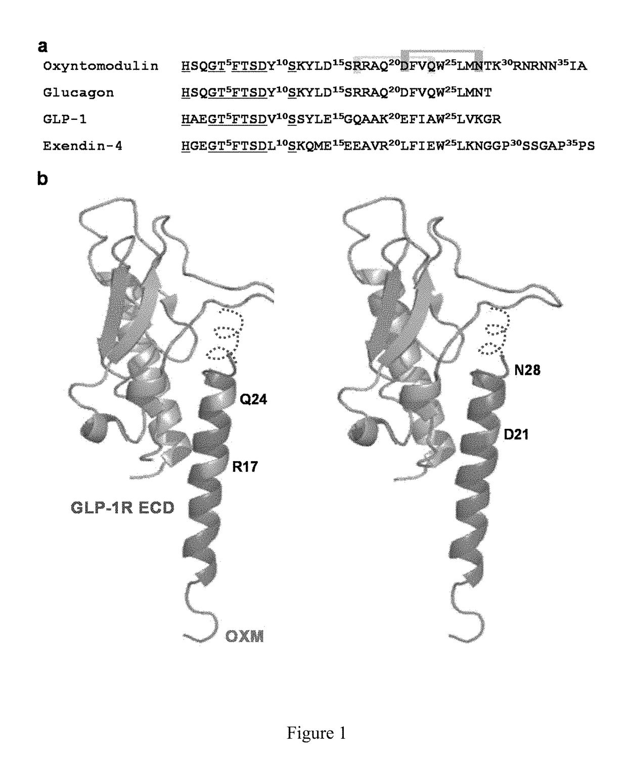 Oxyntomodulin analogs and methods of making and using same