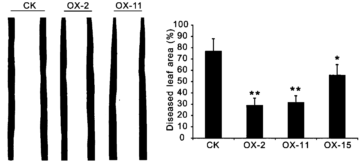 Gene Os02g0532500 and protein capable of improving rice blast resistance, and applications of the gene