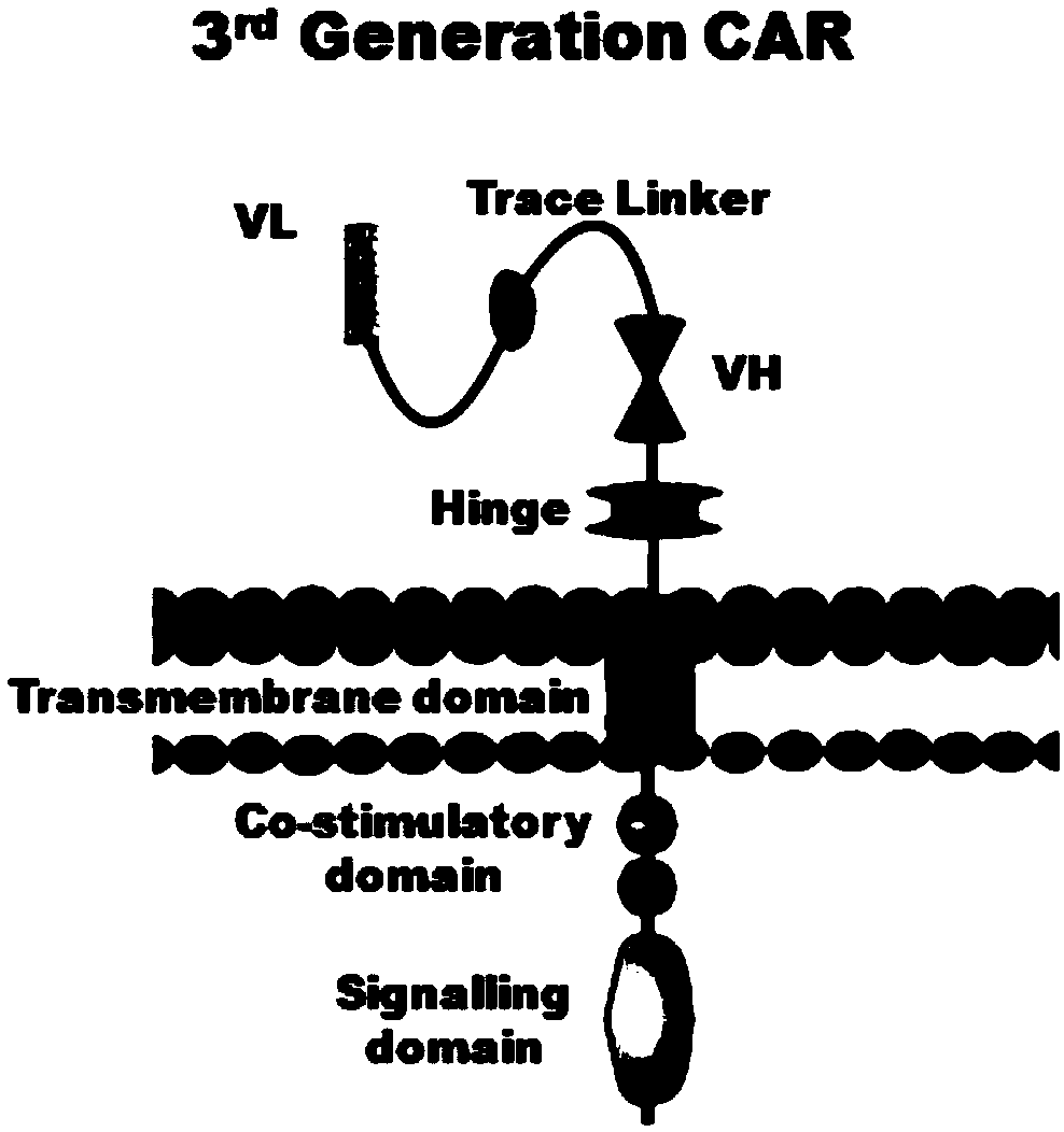 A label and application for in vivo tracking and artificial removal of CAR-T cells