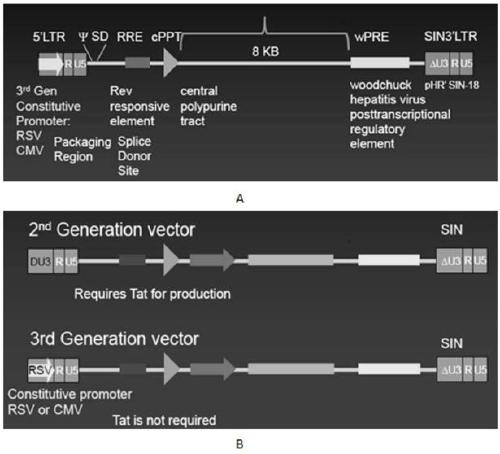 A label and application for in vivo tracking and artificial removal of CAR-T cells