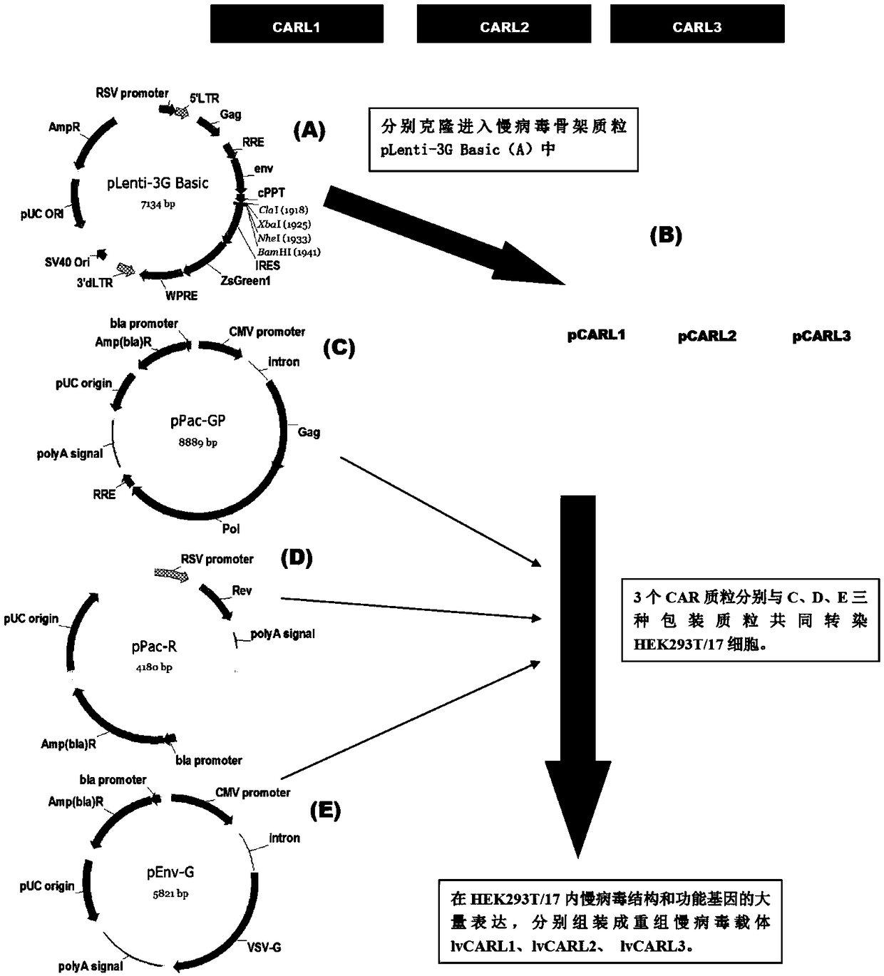 A label and application for in vivo tracking and artificial removal of CAR-T cells