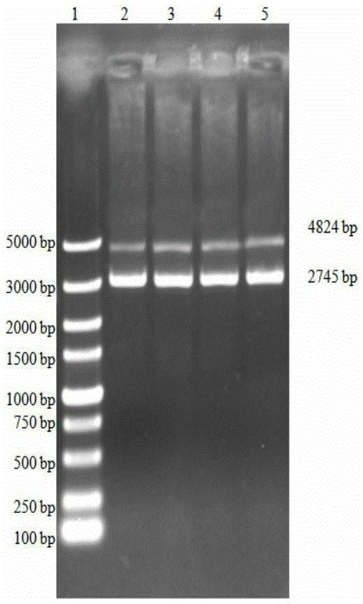 Porcine pseudorabies virus vaccine composition and preparing method and application thereof