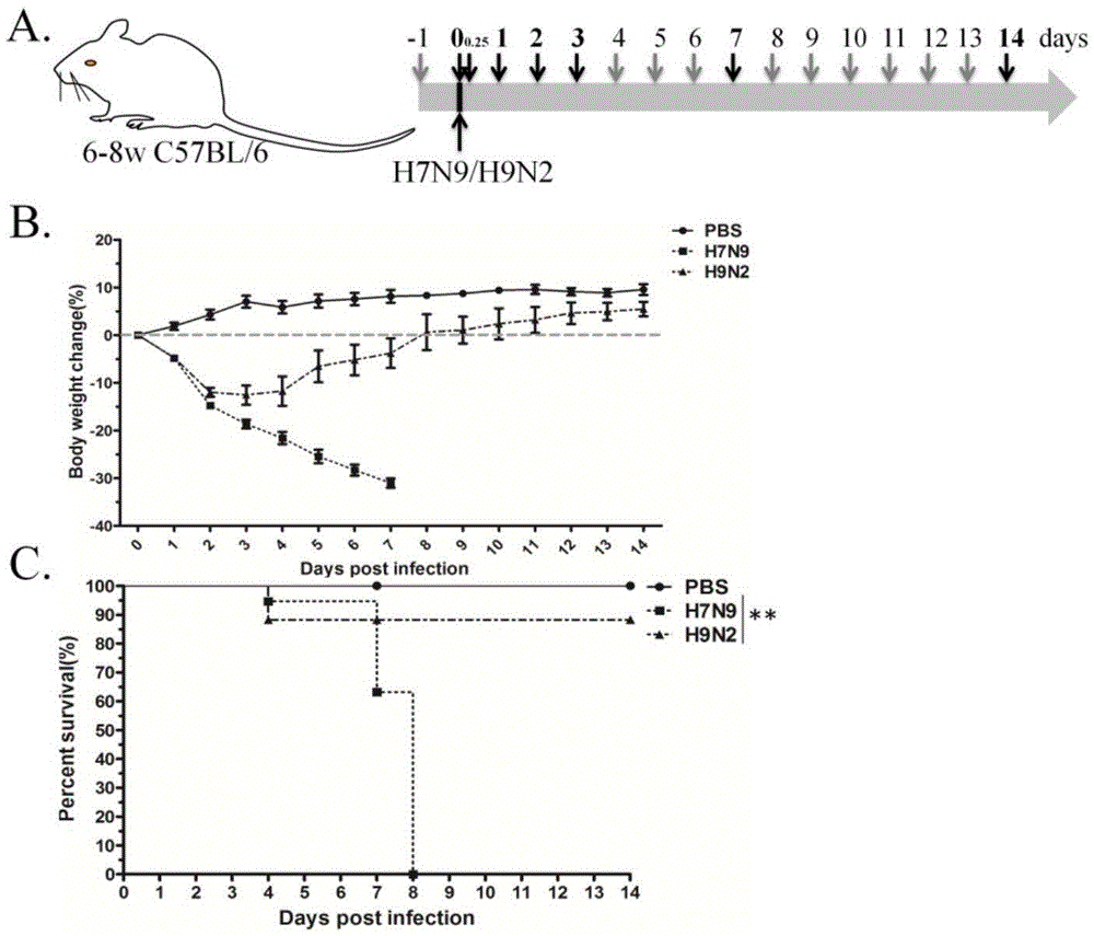 Application of trefoil factor 2 in preparation of medicine for treating and preventing lung/bronchial acute inflammation diseases