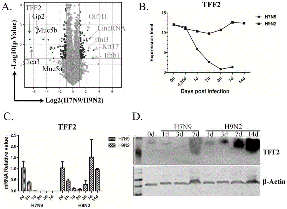 Application of trefoil factor 2 in preparation of medicine for treating and preventing lung/bronchial acute inflammation diseases