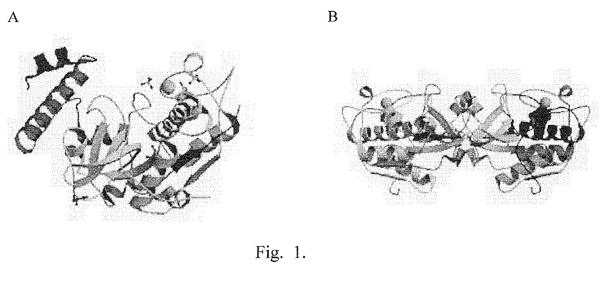 Synthetic Oligopeptides Designed From Mite Cysteine Proteases and Methods for the Production of