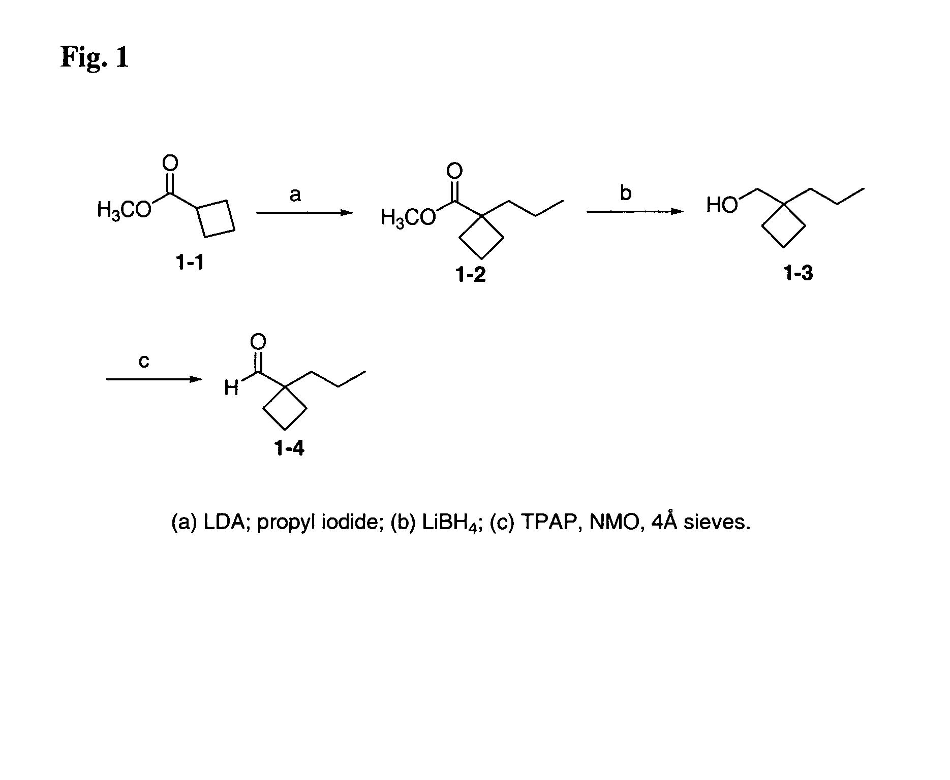 12-Aryl prostaglandin analogs