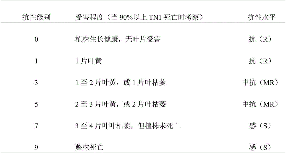 New gene Wbph 9 (t) for resisting rice sogatella furcifera, molecular marking method thereof and application