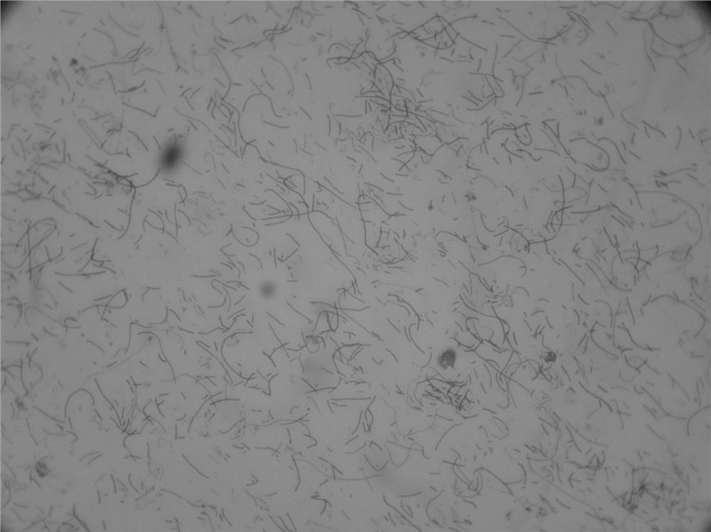 Serum 14-type haemophilus parasuis with cross protection force and application thereof