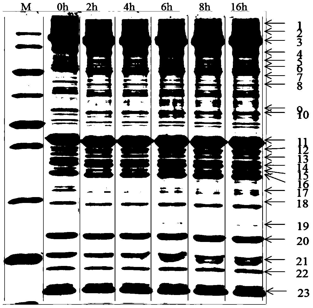 Method for regulating the phosphorylation level of muscle protein