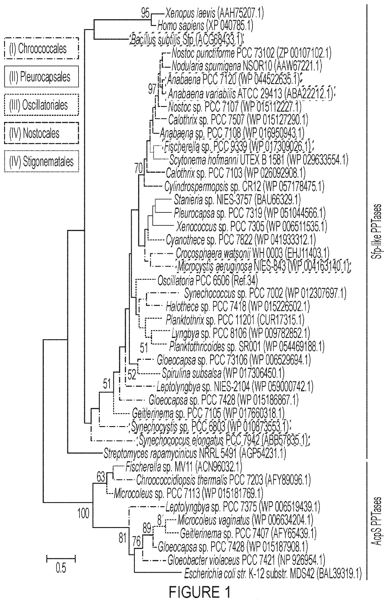 Cyanobacterial hosts and methods for producing chemicals