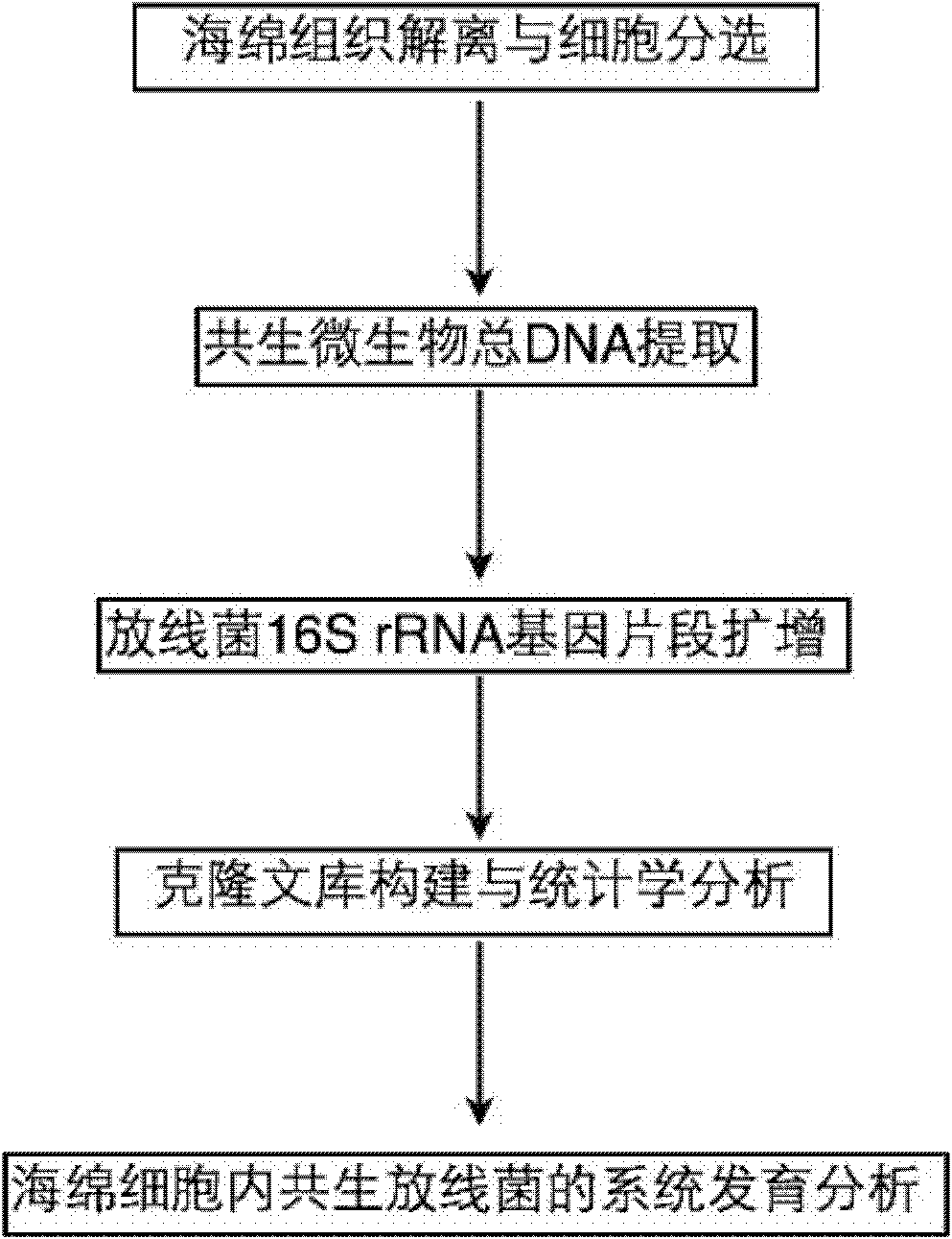 Molecule detection method of spongioblast endosymbiotic actinomycetes