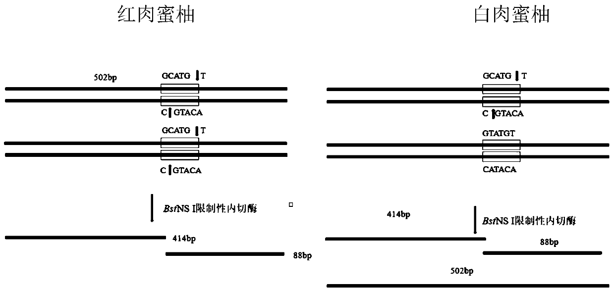 Cleaved amplified polymorphic sequence (CAPS) molecular marker suitable for identification of red pulp honey pomelo, white pulp honey pomelo and yellow pulp honey pomelo and application of CAPS molecular marker