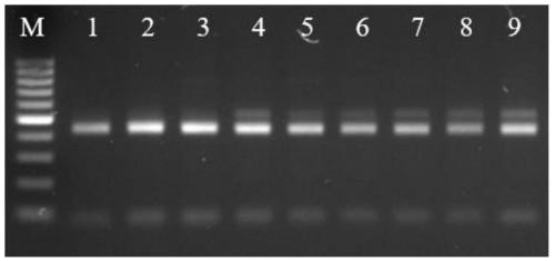 Cleaved amplified polymorphic sequence (CAPS) molecular marker suitable for identification of red pulp honey pomelo, white pulp honey pomelo and yellow pulp honey pomelo and application of CAPS molecular marker