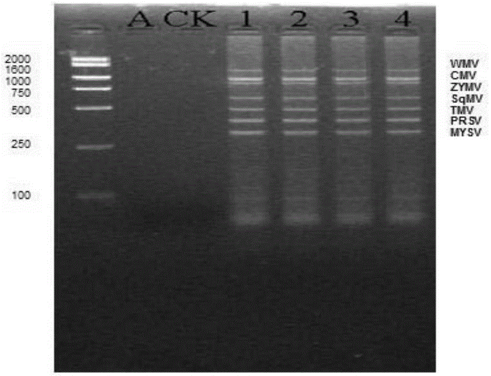 Kit for rapidly detecting various viruses in muskmelon by one step and rapid detection method adopting kit