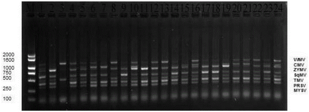 Kit for rapidly detecting various viruses in muskmelon by one step and rapid detection method adopting kit