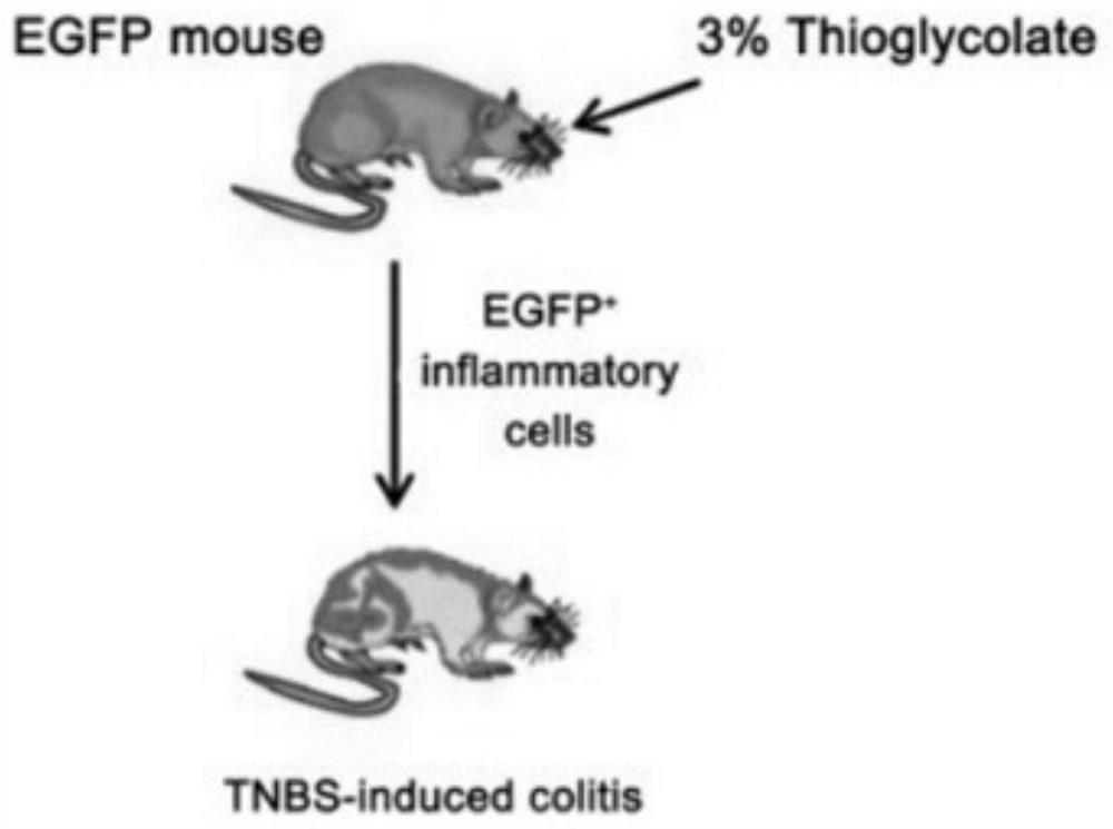 Application of phosphatidylserine in preparation of medicines for treating inflammatory bowel diseases